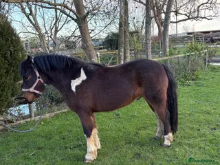 Dartmoor horses Handsome 3 year old gelding 12.2 - Advert 7