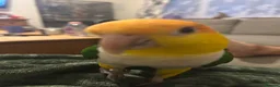 Parrots birds for sale: Gorgeous hand tame male Caique parrot - Advert 2