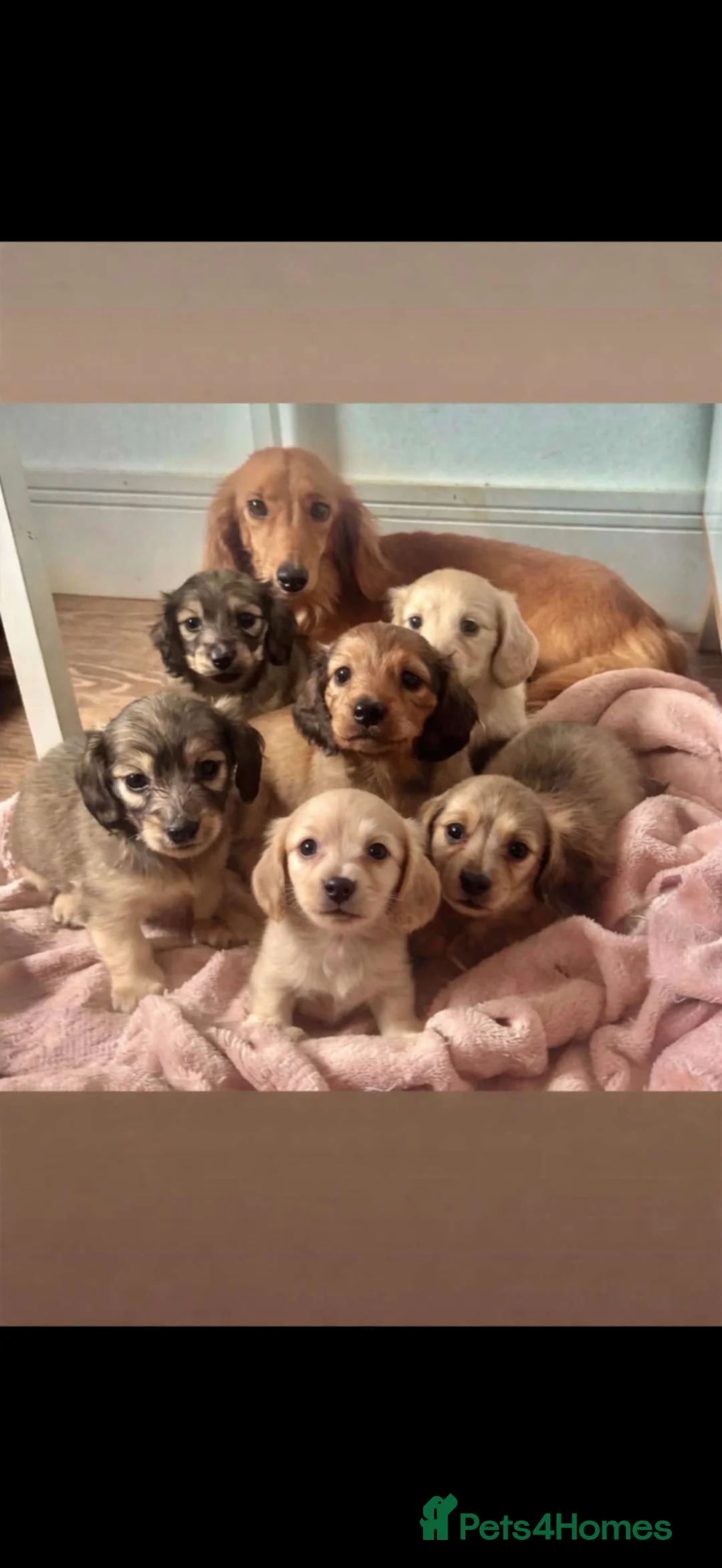Miniature Dachshund dogs for sale: Long Haired Cream/Shaded Cream KC Mini Dachshunds  - Advert 30