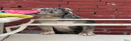 English Bulldog dogs for sale: DWKC Registered unspayed Merle bitch - Advert 9