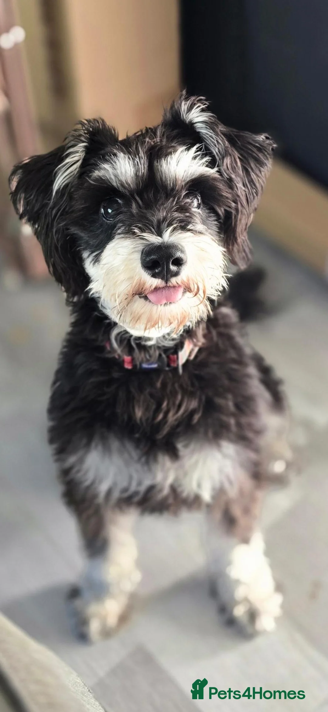 Miniature Schnauzer dogs for sale: Saya my beautiful 2 year old in Cardiff - Advert 10