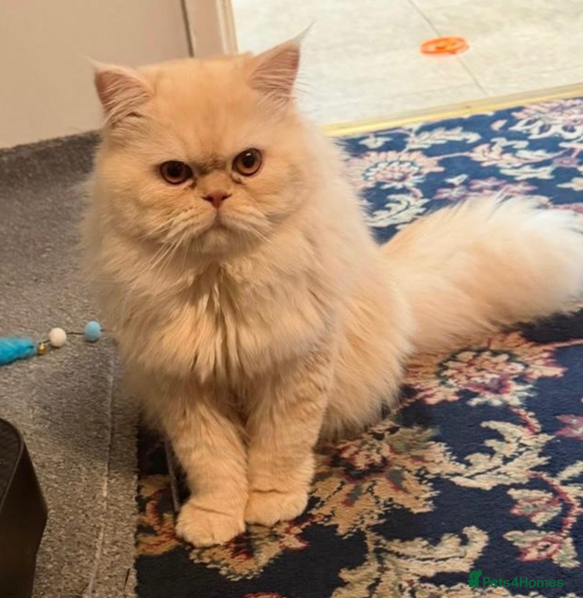 Ragdoll cats Pedigree Persian For stud - Advert 9