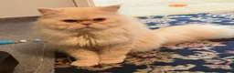 Ragdoll cats for sale: Pedigree Persian For stud - Advert 1