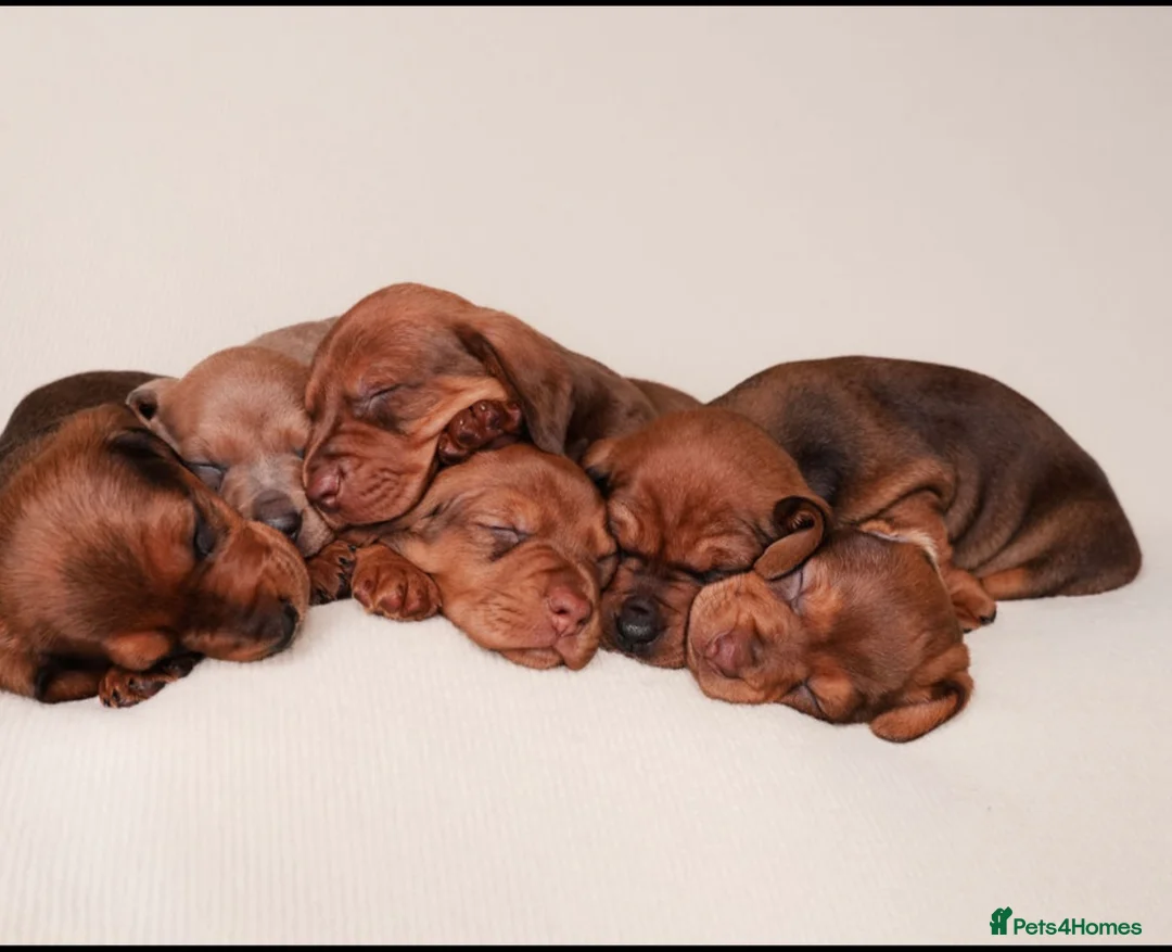 Dachshund dogs for sale: Dachshund choc-based-red puppies available now!! - Advert 9