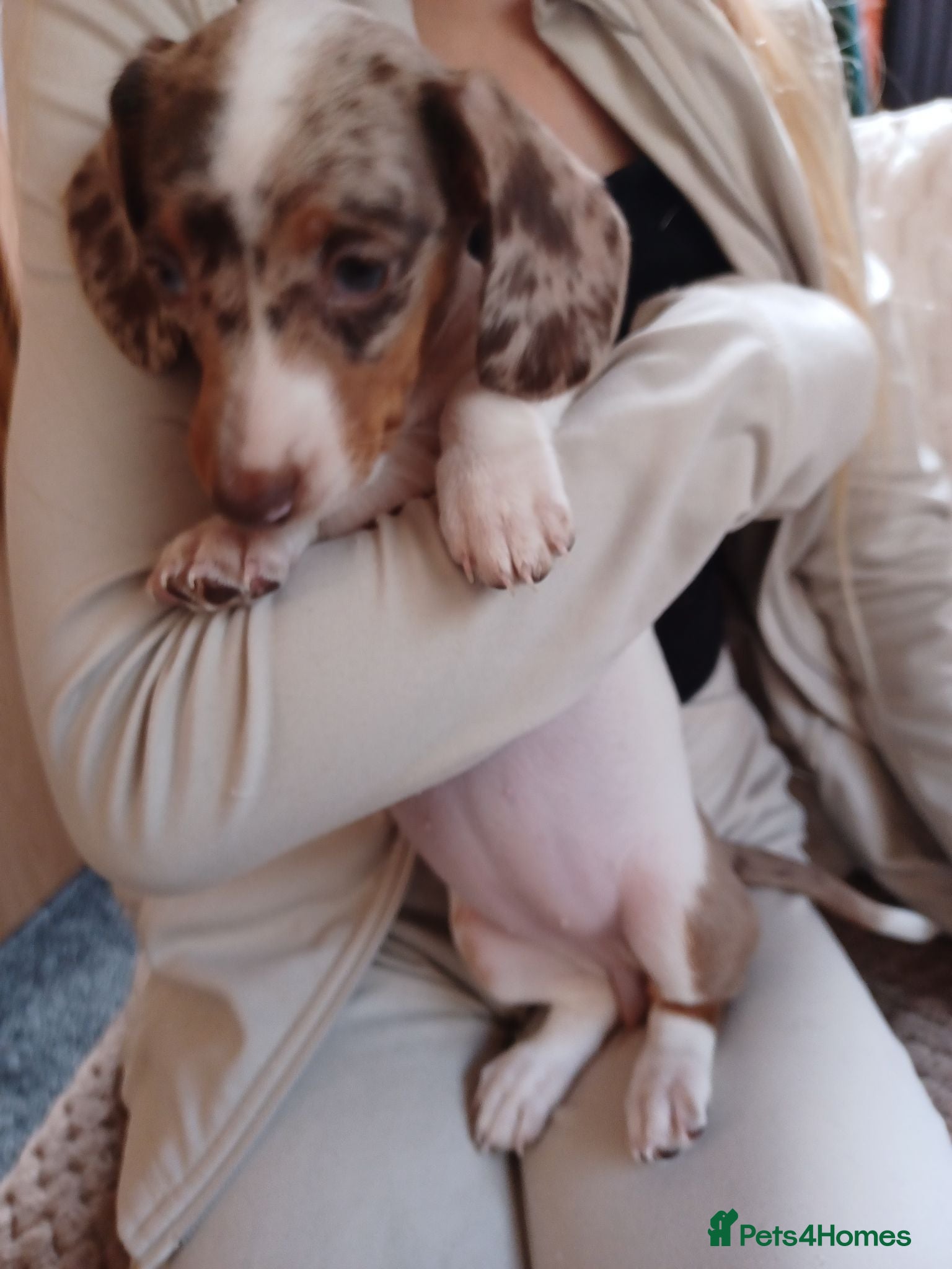 Dachshund dogs Available now 5 beautiful little dashuand puppies  - Advert 2