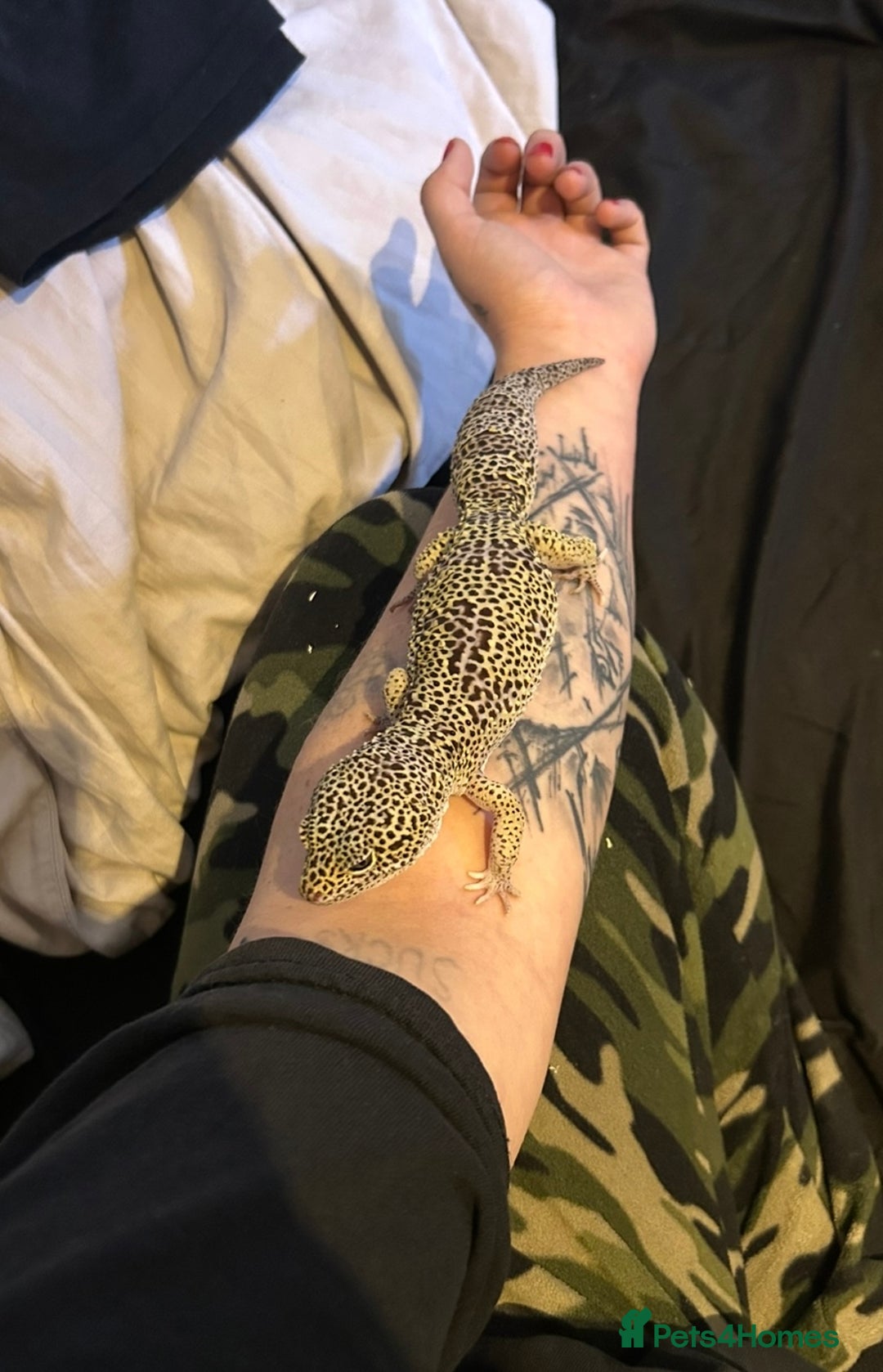 Leopard Gecko reptiles for sale: Mack snow leopard gecko with full vivarium  - Image 2