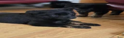 German Shepherd dogs for sale: KC Reg Stunning Working Line German Shepherd Pups - Advert 27
