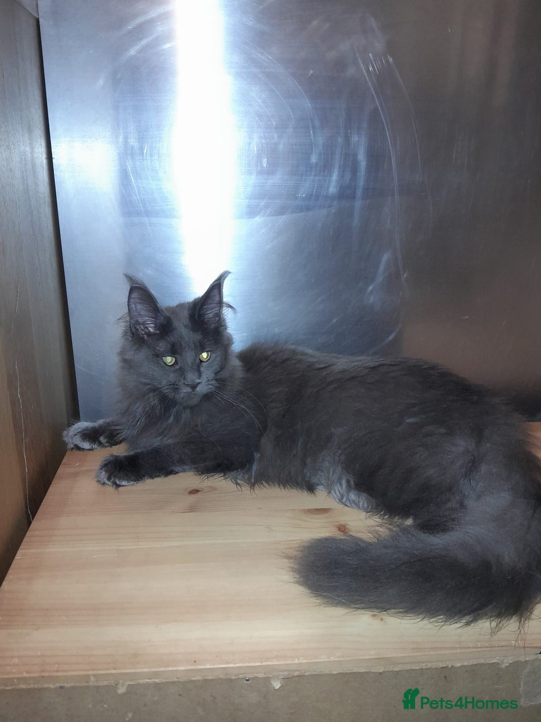 Maine Coon cats for sale: Polydactyl SolidBlue/BlackSilver Girls Maine Coon - Advert 28