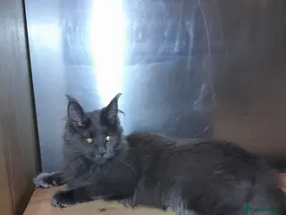 Maine Coon cats Polydactyl SolidBlue/BlackSilver Girls Maine Coon - Advert 18