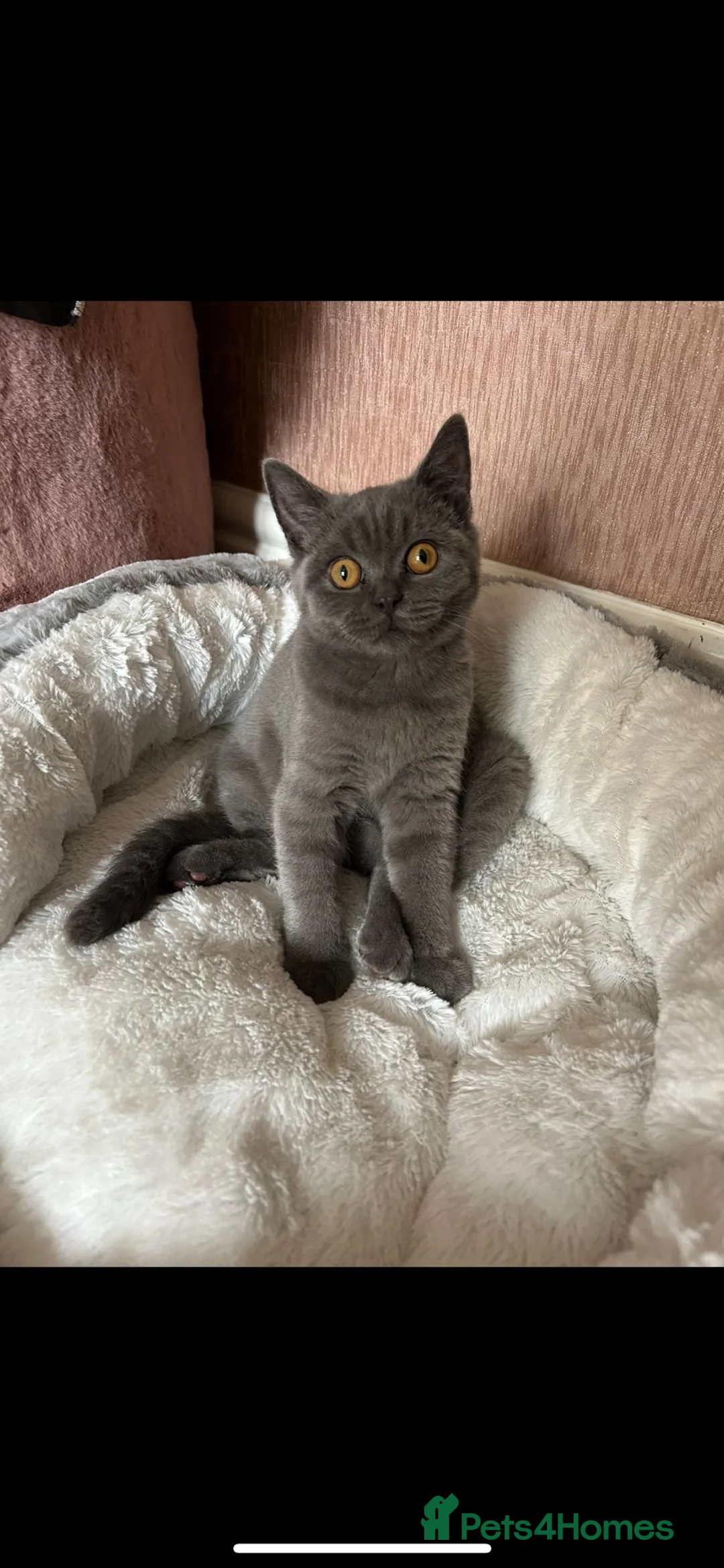 British Shorthair cats for sale: British Shorthair - Advert 1