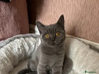 British Shorthair cats British Shorthair - Advert 4