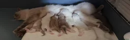 Ragdoll cats for sale: Stunning Mink & Traditional Ragdolls. TICA Reg - Advert 19