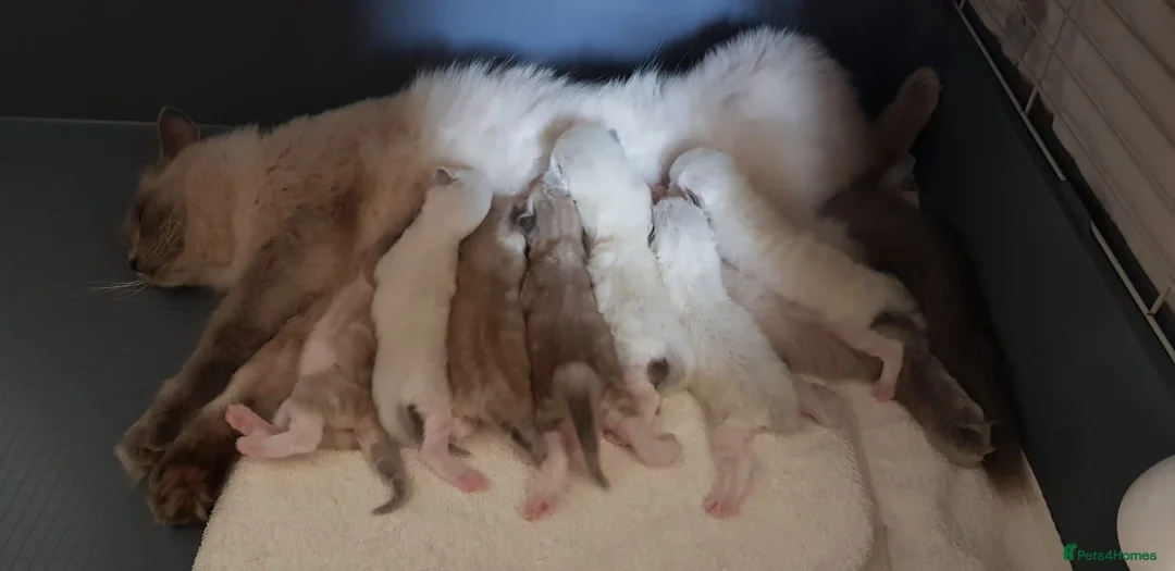 Ragdoll cats for sale: Stunning Mink & Traditional Ragdolls. TICA Reg - Advert 19