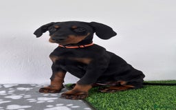 Dobermann dogs for sale: European Dobermanns - 1 Female Remaining *Reduced* - Image 8