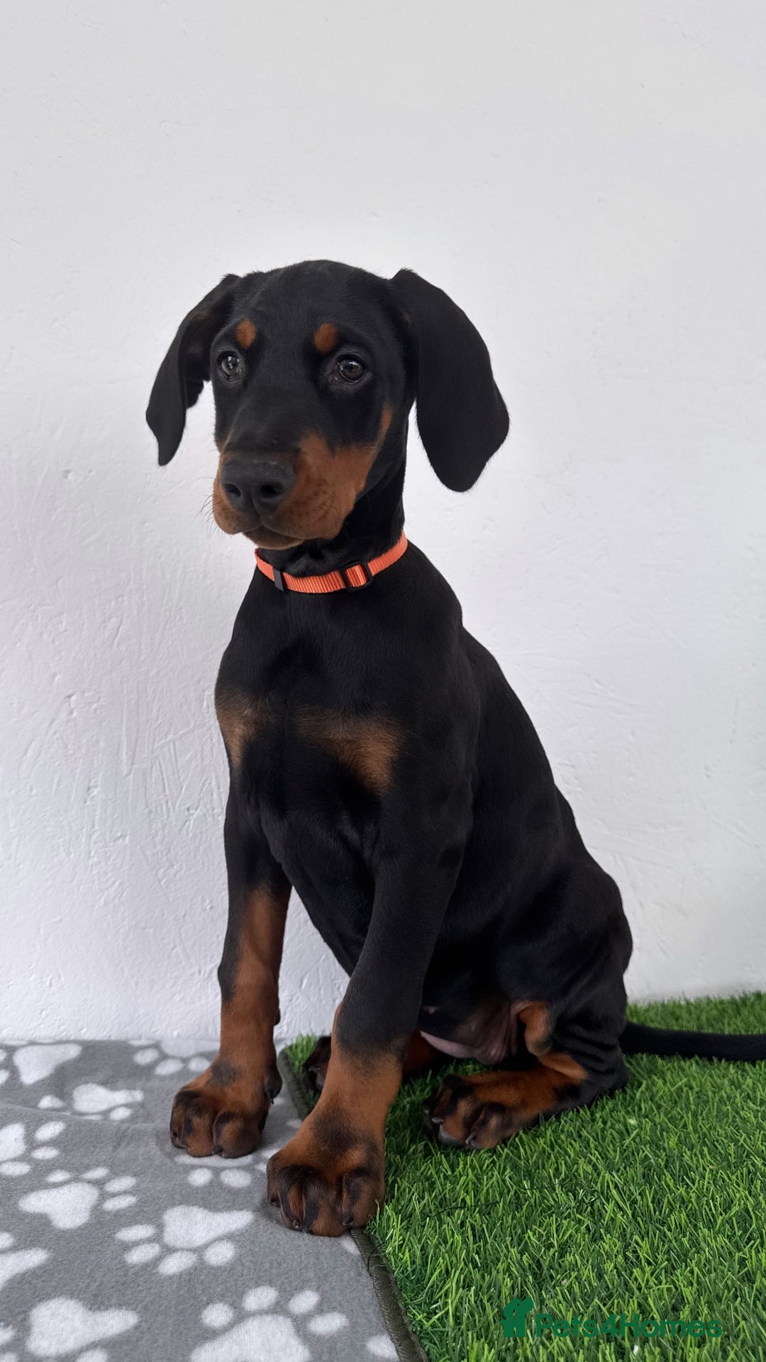 Dobermann dogs for sale: European Dobermanns - 1 Female Remaining *Reduced* - Image 8