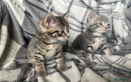 Mixed Breed cats for sale: chunky kittens - Image 10