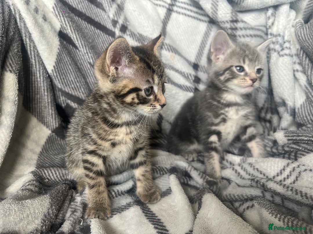 Mixed Breed cats for sale: chunky kittens - Image 10