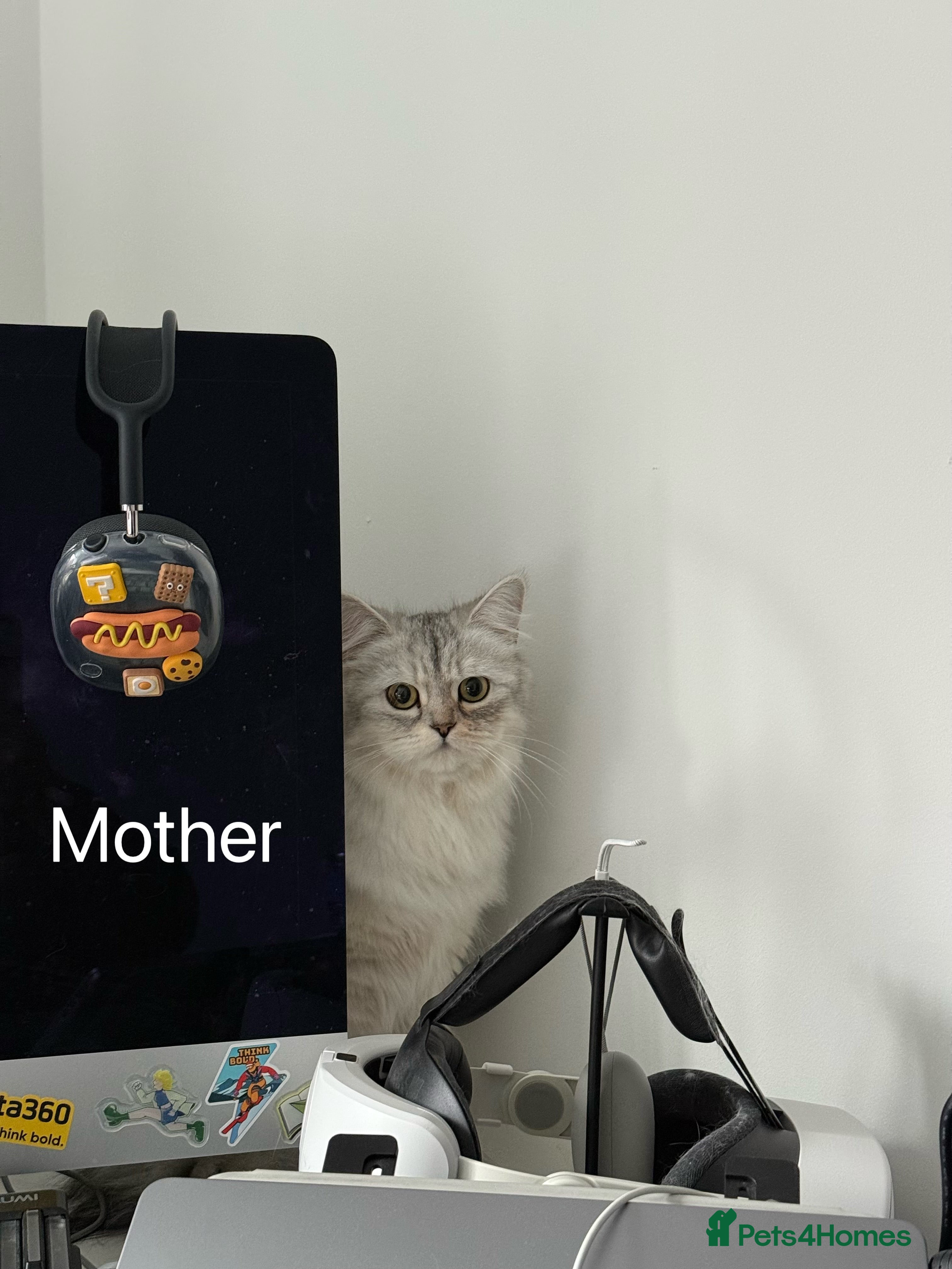 Persian cats little female chinchilla for sell in Manchester - Advert 1