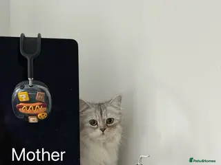 Persian cats little female chinchilla for sell in Manchester - Advert 1