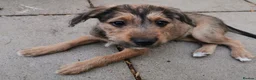 Mixed Breed dogs for sale: 7 beautiful staffie x labradoodle puppies for sale - Advert 16