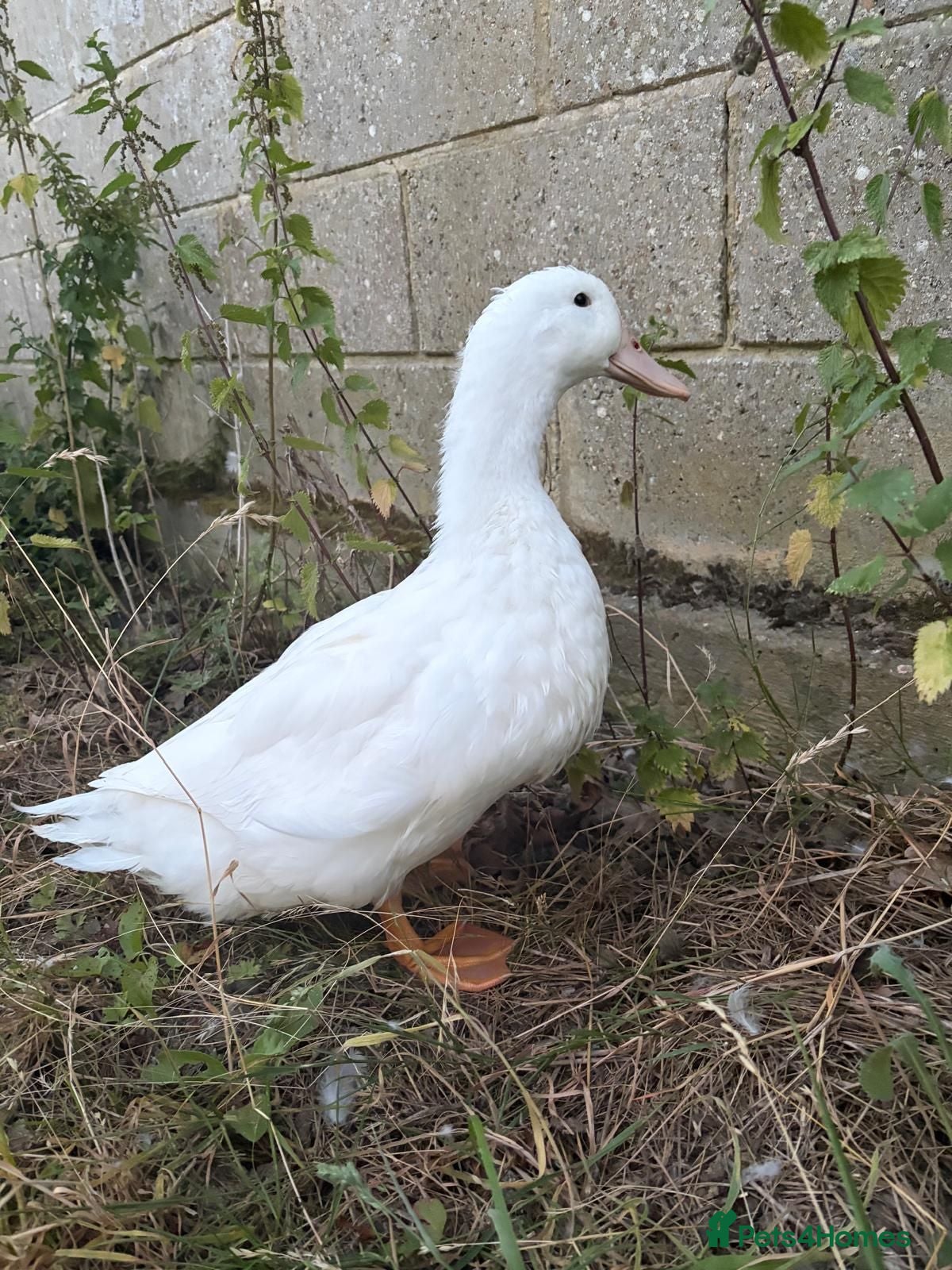 Ducks poultry Pekin drake for sale  - Advert 2