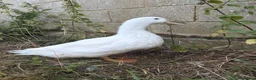 Ducks poultry for sale: Pekin drake for sale  in Ashford - Advert 1