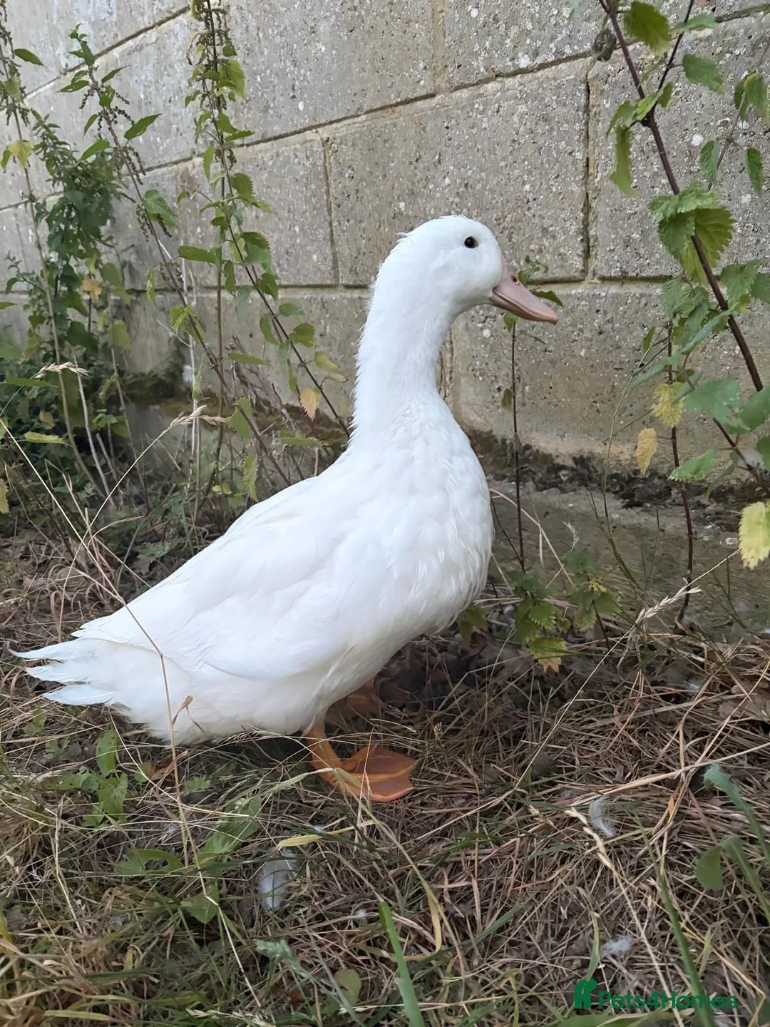 Ducks poultry for sale: Pekin drake for sale  in Ashford - Advert 1