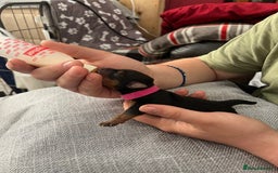 Yorkshire Terrier dogs for sale:  Yorkshire Terrier Puppies - Hampshire  - Image 12