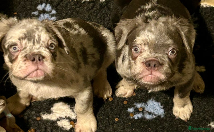 French Bulldog dogs in Rotherham - Advert 3