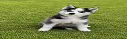 Pomsky dogs for sale: F3 Pomsky Puppies - all blue eyed  - Advert 3