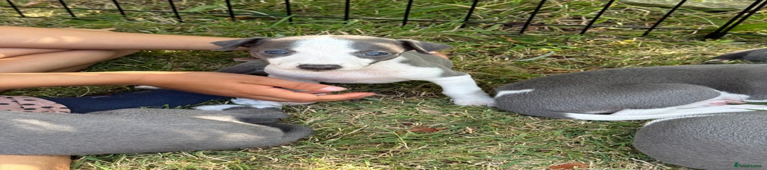 Whippet Puppy 4