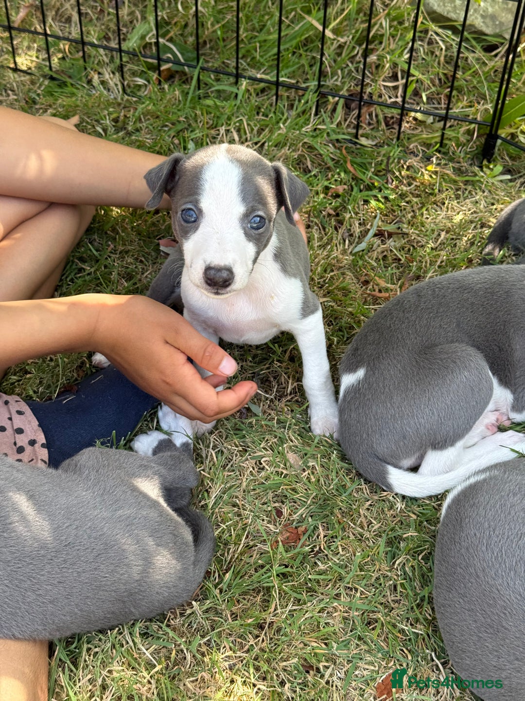 Whippet dogs for sale: Beautiful Blue whippet puppies  - Image 11