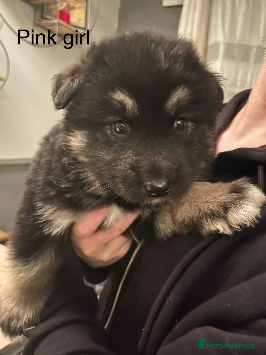 Mixed Breed dogs for sale: Alaska shepherd x  - Advert 2