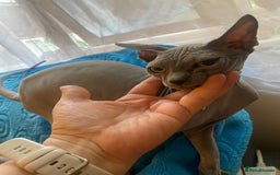 Sphynx cats for sale: Sphinx kitten ready now - Image 8