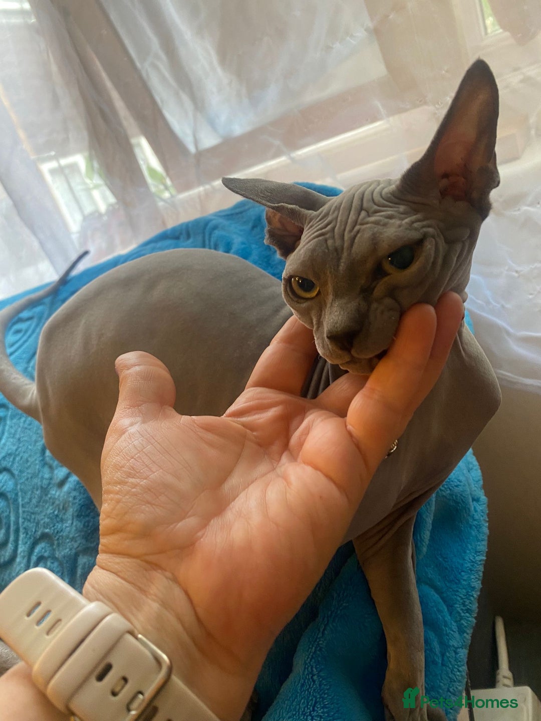 Sphynx cats for sale: Sphinx kitten ready now - Image 8