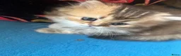 Scottish Fold cats for sale:  Kittens Ready for Their Forever Homes - Advert 15