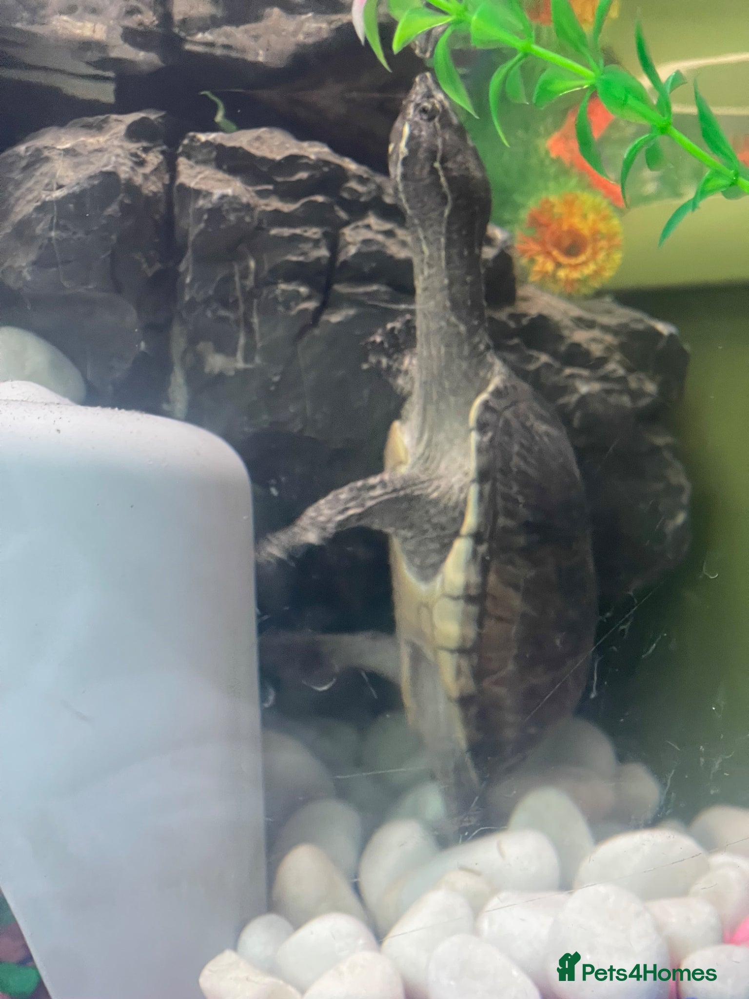 Turtle reptiles 2x Female musk turtles  - Advert 1
