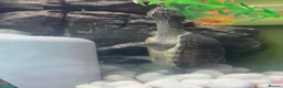 Turtle reptiles for sale: 2x Female musk turtles  - Advert 1