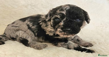 Toy Poodle dogs - Advert 3