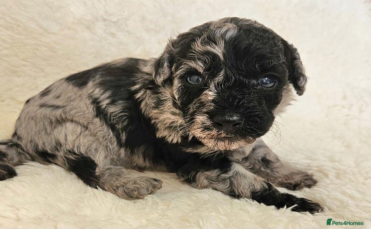 Toy Poodle dogs - Advert 5