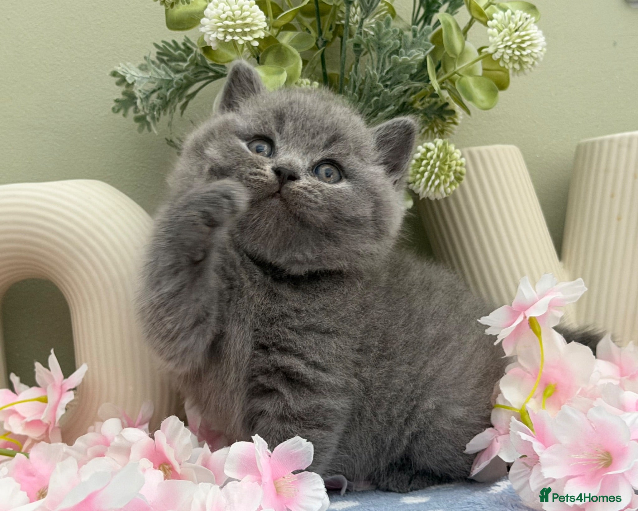 British Shorthair cats Stunning British Shorthair kittens  - Advert 6