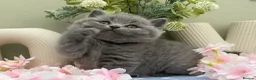 British Shorthair cats for sale: Stunning British Shorthair kittens  - Advert 4