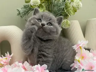 British Shorthair cats Stunning British Shorthair kittens - Advert 6