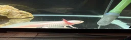 Axolotl reptiles for sale: Leucistic axolotl  - Advert 2