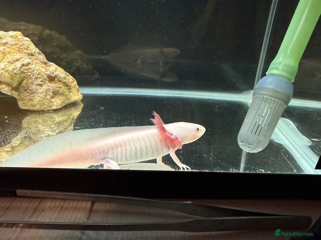 Axolotl reptiles for sale: Leucistic axolotl  - Advert 2