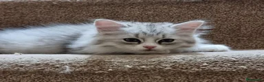 Tabby