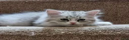 Siberian cats for sale: Lovely Classic Siberian Kittens - Advert 5