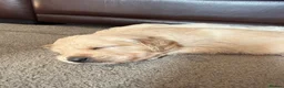Golden Retriever dogs for sale: Golden Retriever Puppies  - Advert 5