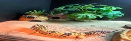 Leopard Gecko reptiles for sale: Leopard gecko and vivarium.  - Advert 6
