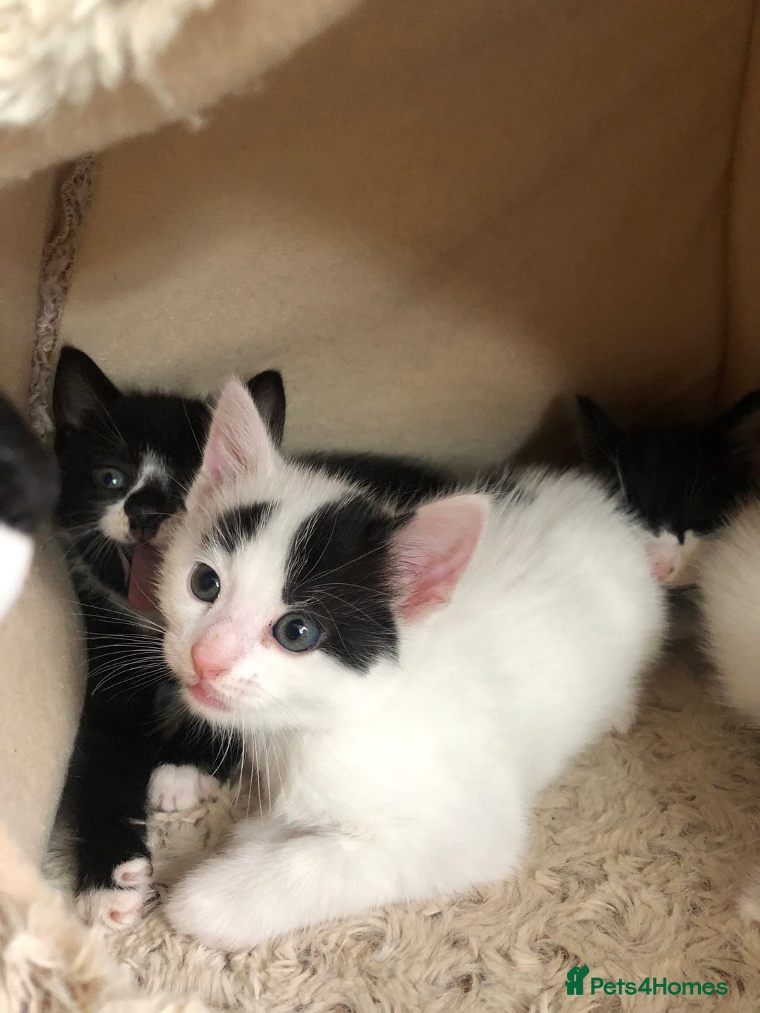 Mixed Breed cats for sale: Kittens - 2 boys 1 girl - ready to leave! - Image 3